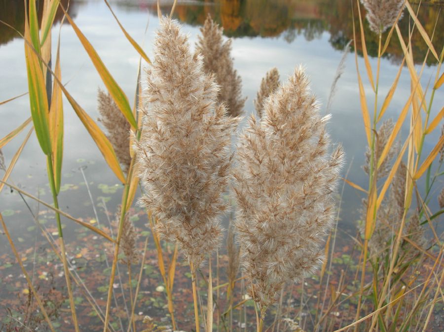 Poaceae Phragmites communis