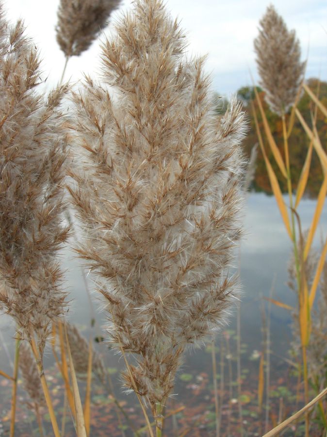 Poaceae Phragmites communis