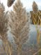 image of Phragmites communis