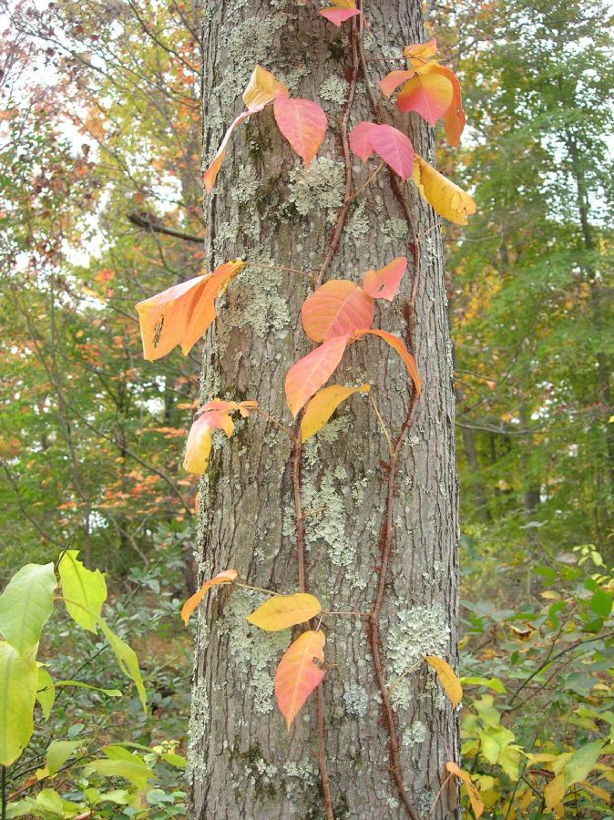 Anacardiaceae Rhus radicans