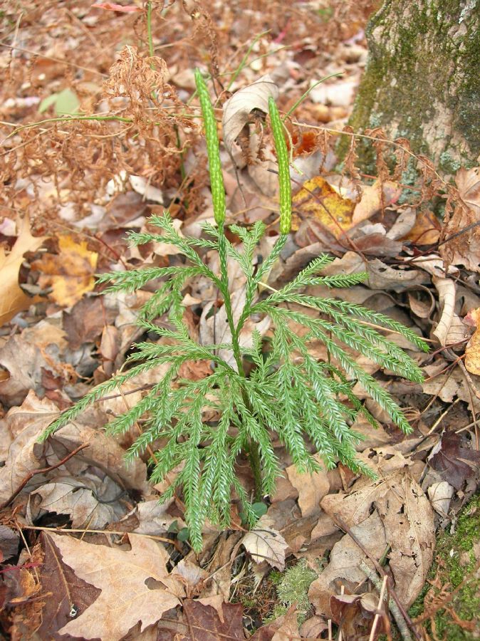 Lycopodiaceae Dendrolycopodium obscurum