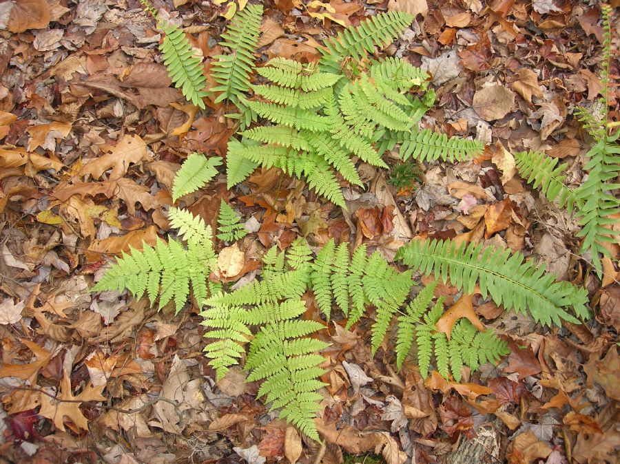 Dryopteridaceae Dryopteris intermedia