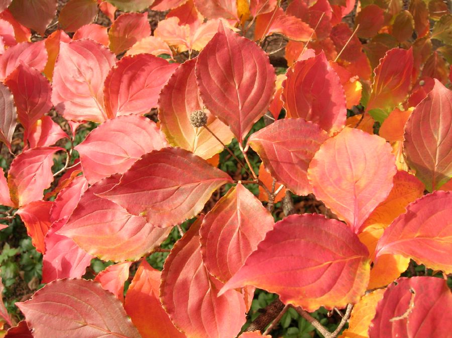 Cornaceae Cornus kousa
