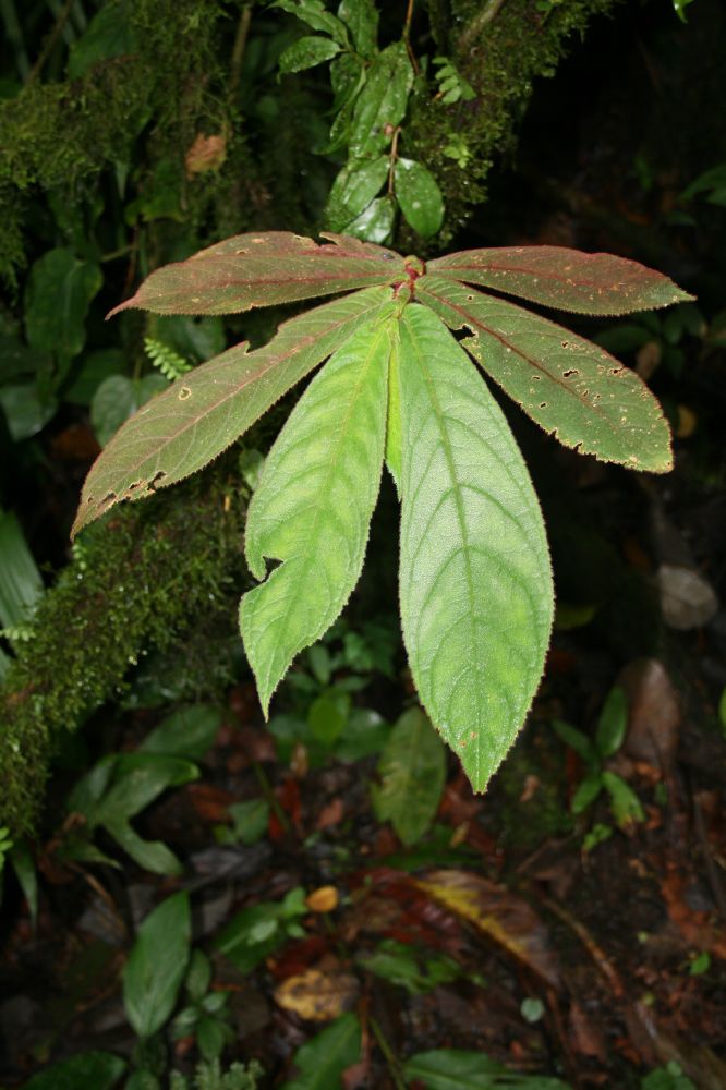 Gesneriaceae Columnea 