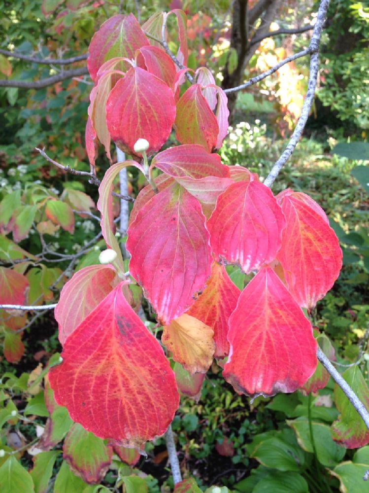 Cornaceae Cornus florida