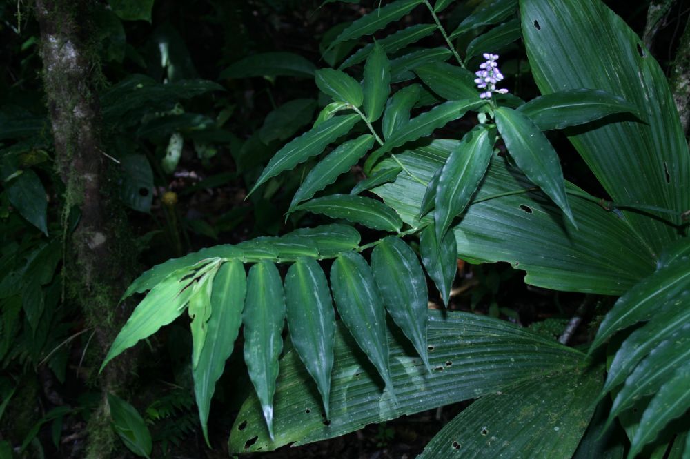 Commelinaceae Dichorisandra 