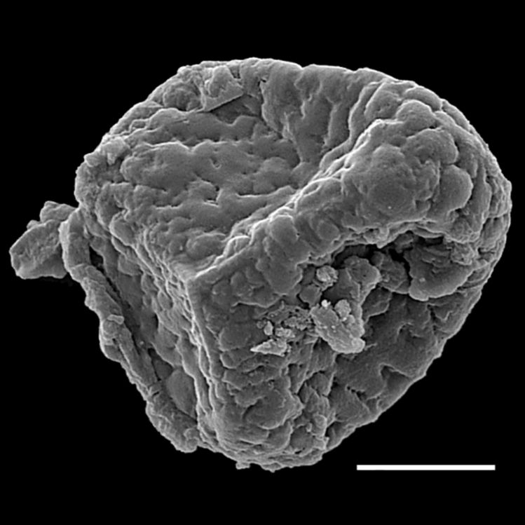 Ophioglossaceae Botrychium onodagense