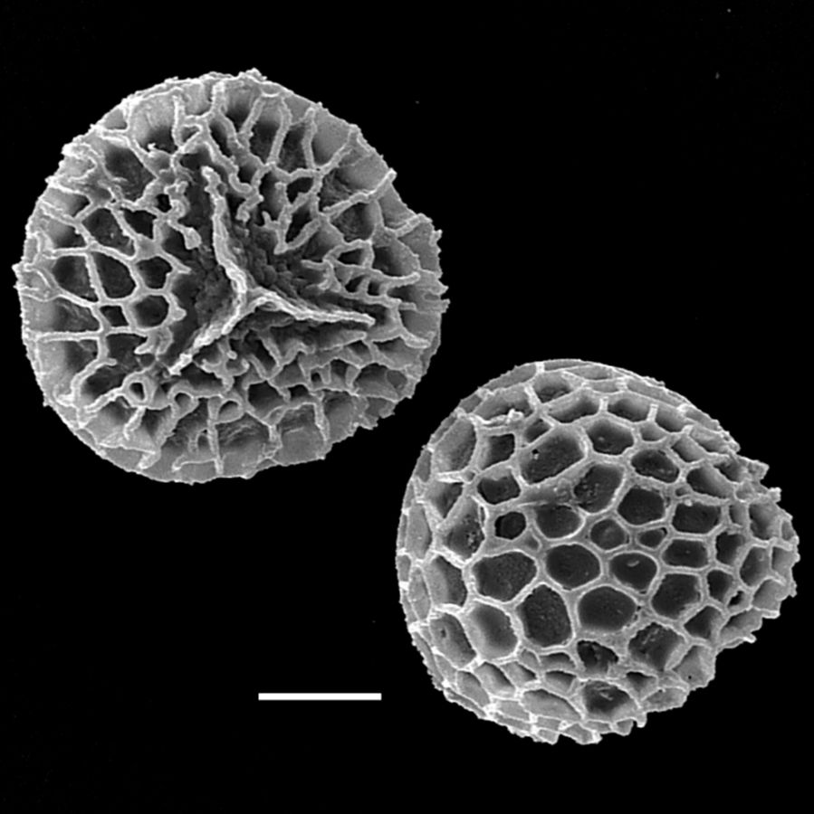 Lycopodiaceae Diphasiastrum sitchense