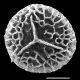 image of Diphasiastrum sitchense