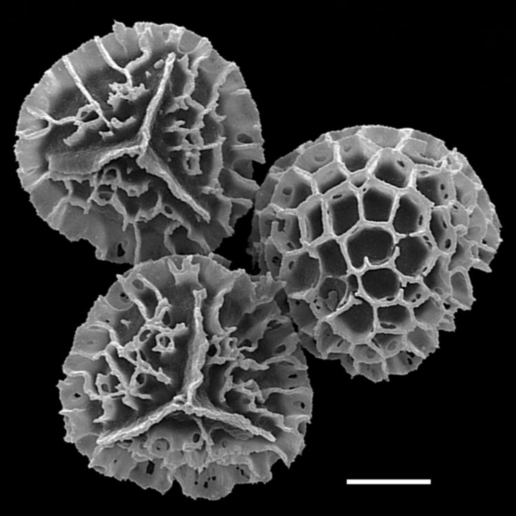 Lycopodiaceae Lycopodium japonicum