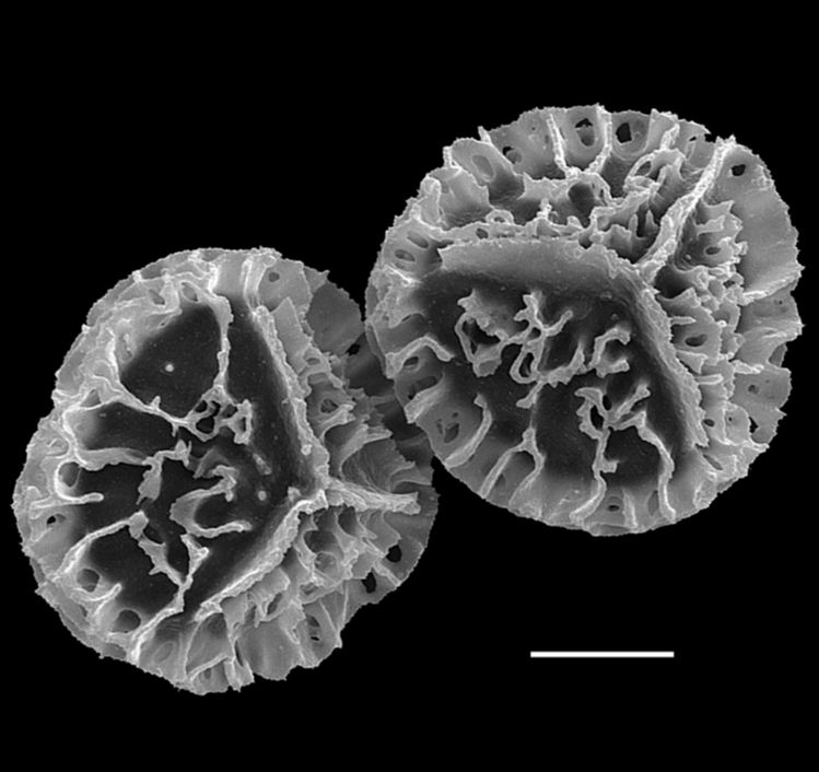 Lycopodiaceae Lycopodium japonicum