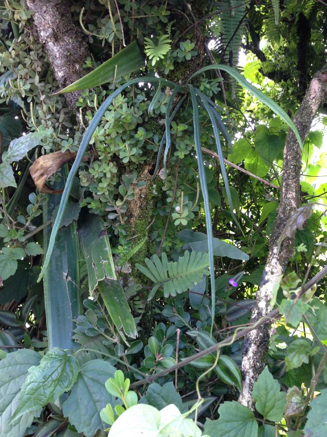 Polypodiaceae Campyloneurum angustifolium