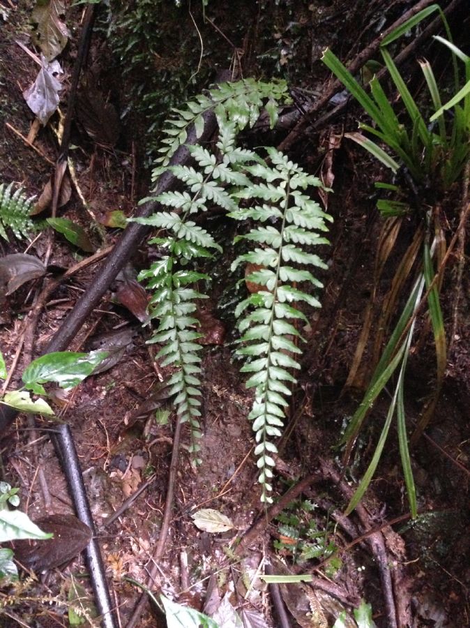 Aspleniaceae Asplenium radicans