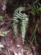 image of Asplenium radicans