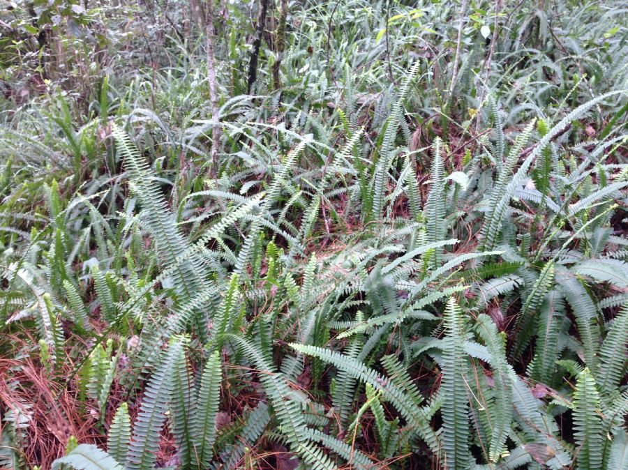 Nephrolepidaceae Nephrolepis cordifolia