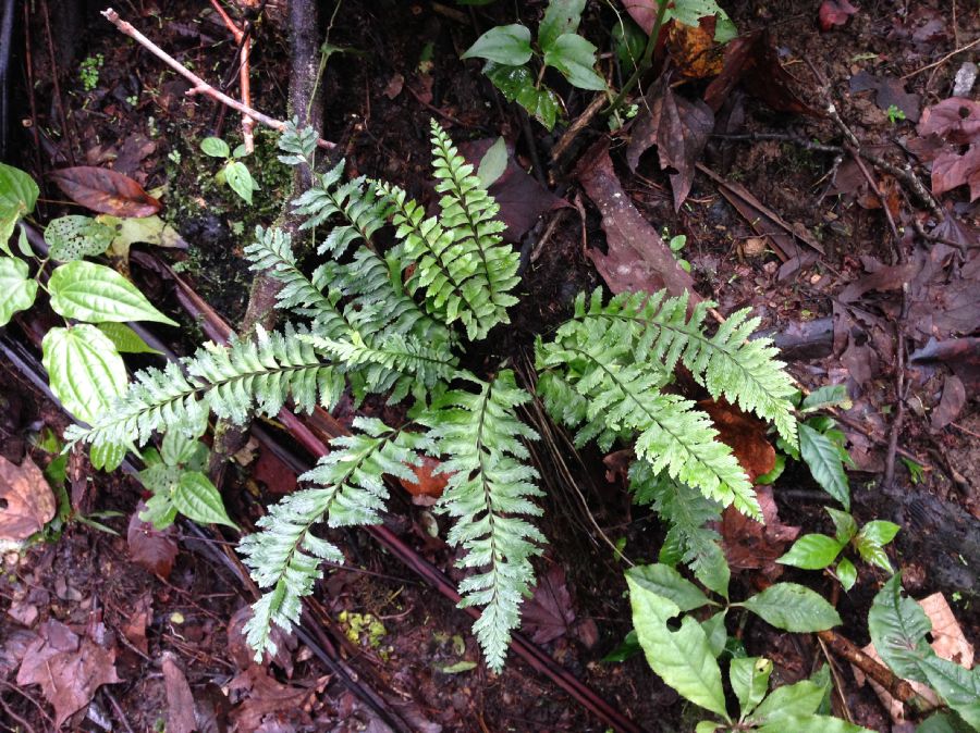 Aspleniaceae Asplenium leatum