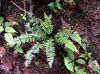 image of Asplenium leatum