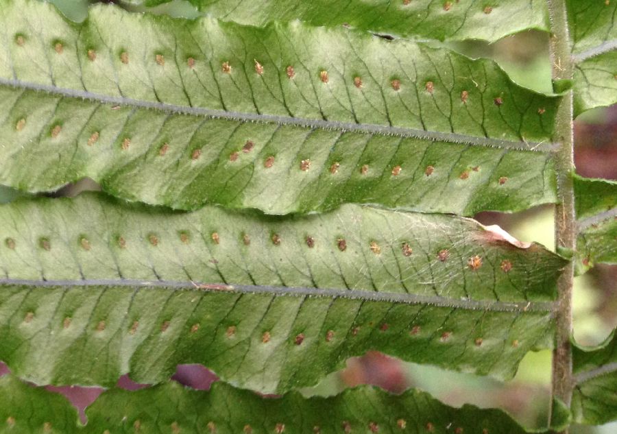 Polypodiaceae Pecluma longipinnula