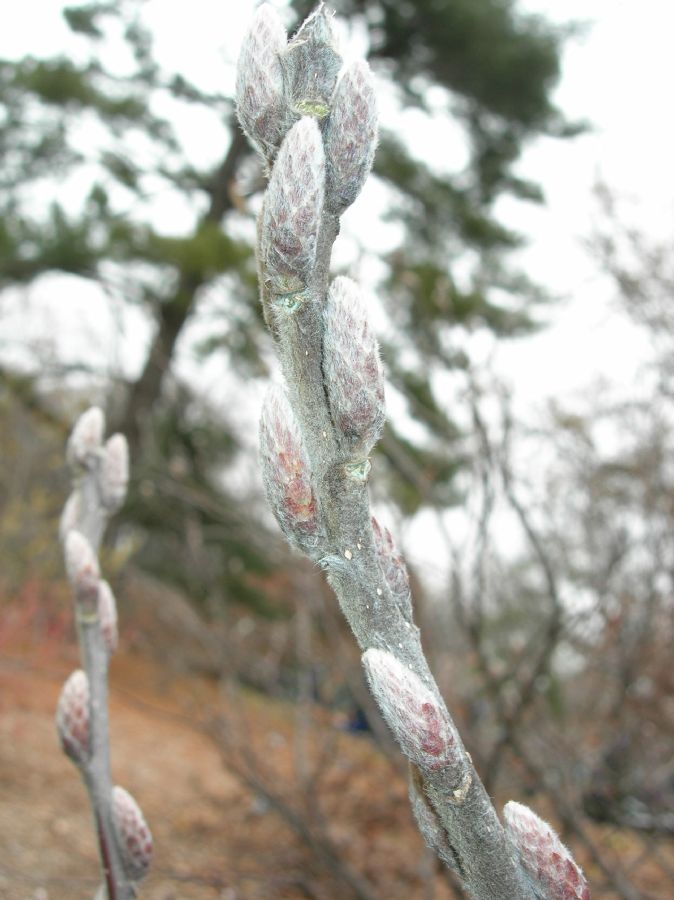 Simaroubaceae Leitneria floridana