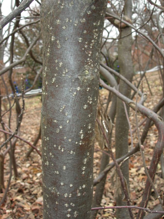 Simaroubaceae Leitneria floridana