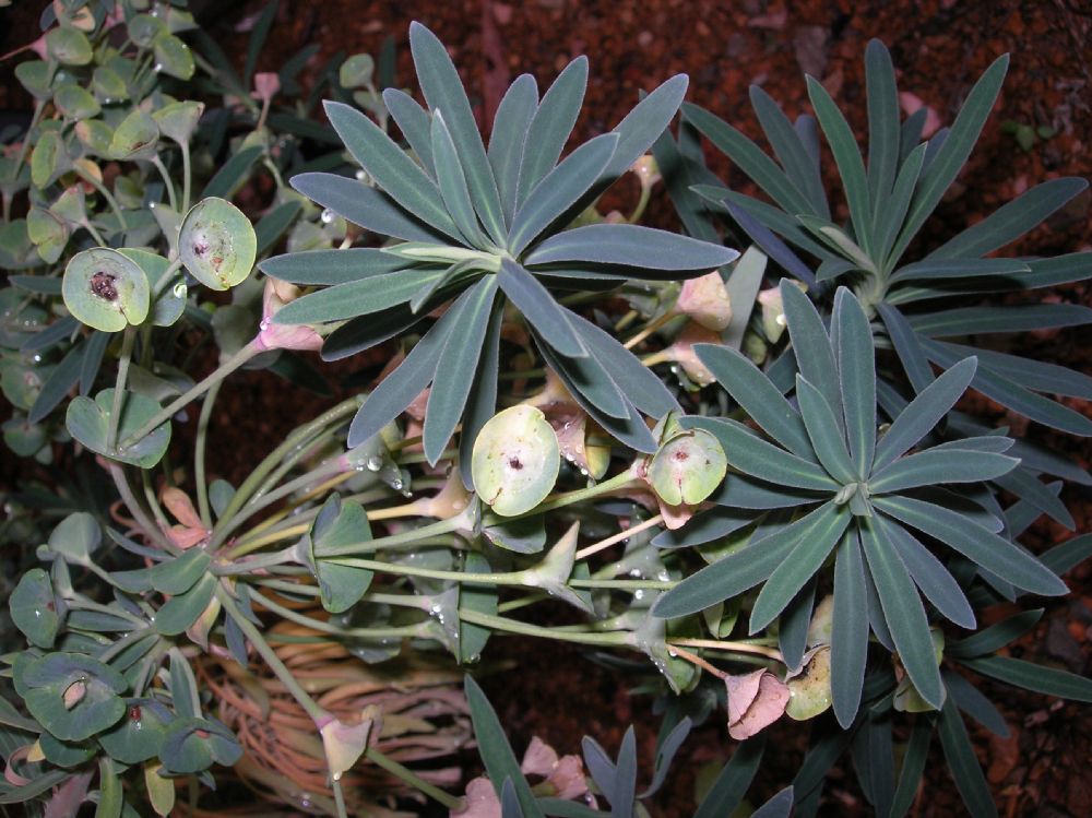 Euphorbiaceae Euphorbia characias