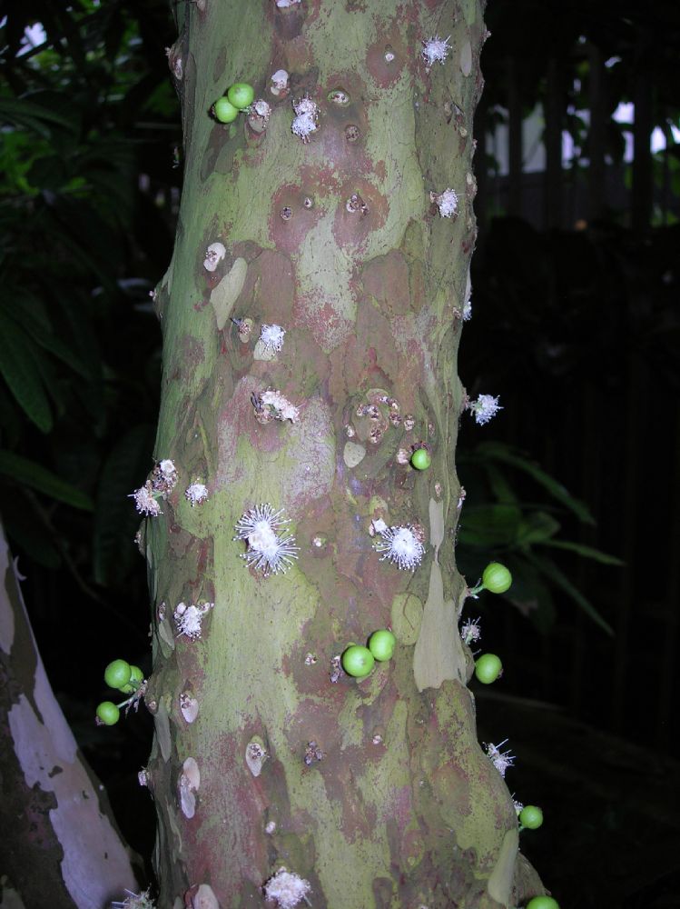 Myrtaceae Myrciaria cauliflora