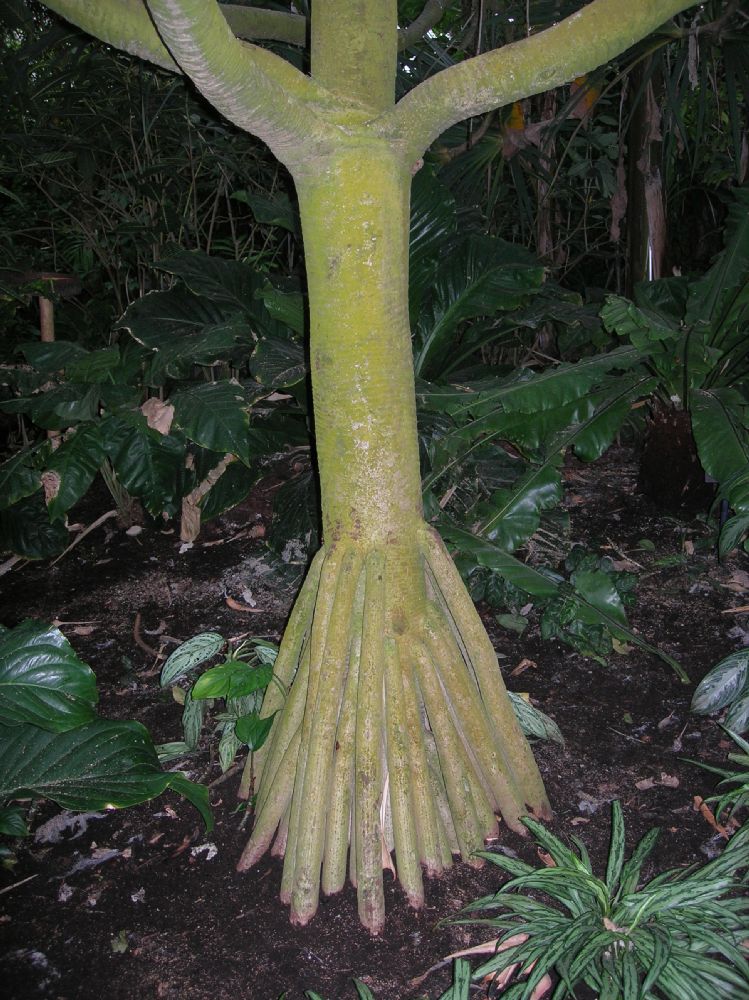 Pandanaceae Pandanus copelandii