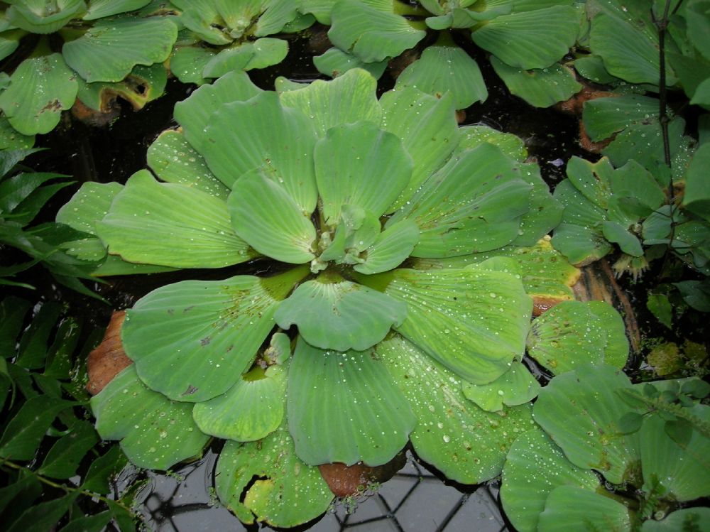 Araceae Pistia stratiotes