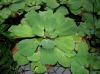 image of Pistia stratiotes