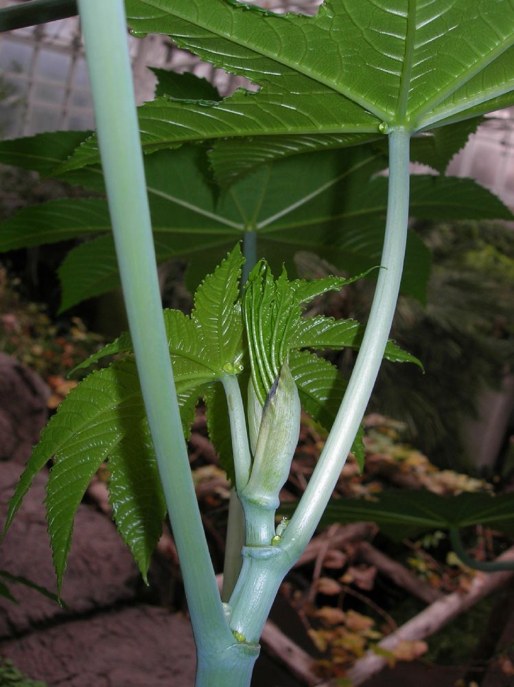 Euphorbiaceae Ricinus communis