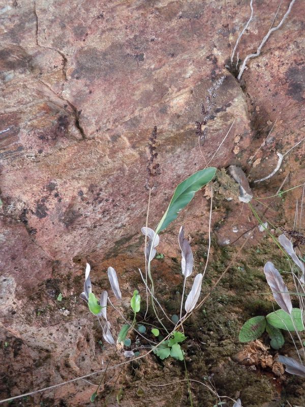 Anemiaceae Anemia elaphoglossoides