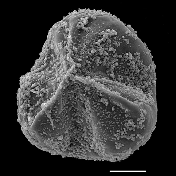 Lycopodiaceae Lycopodiastrum casaurinoides