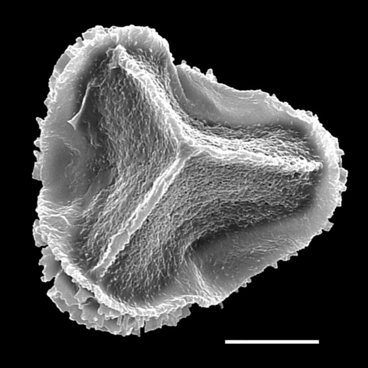 Lycopodiaceae Pseudodiphasium volubile