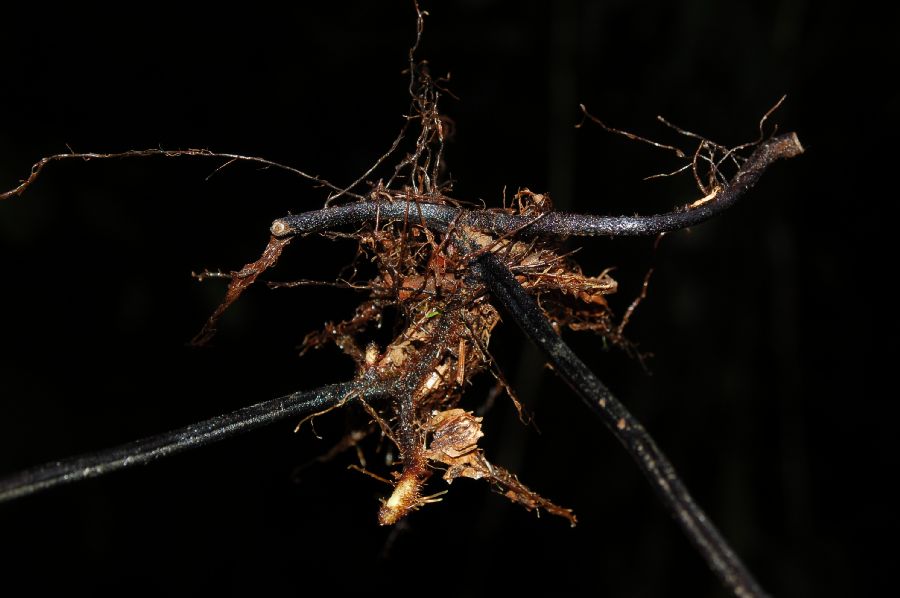 Dennstaedtiaceae Hypolepis hostilis