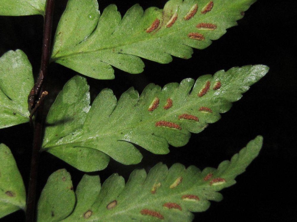 Aspleniaceae Asplenium radicans