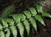 image of Asplenium radicans