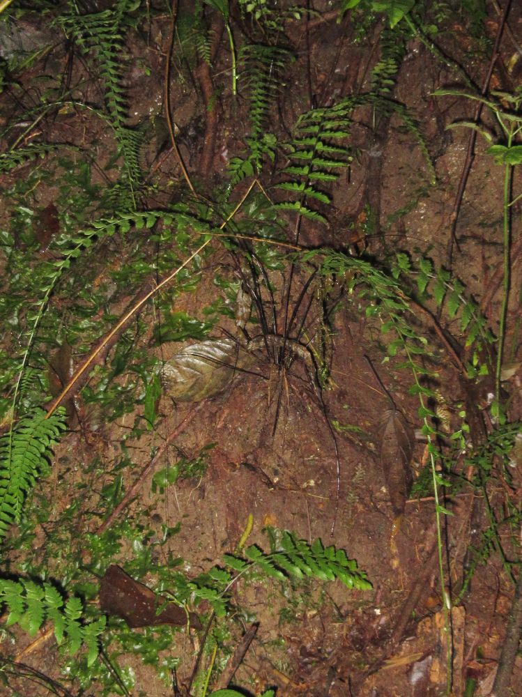 Aspleniaceae Asplenium radicans