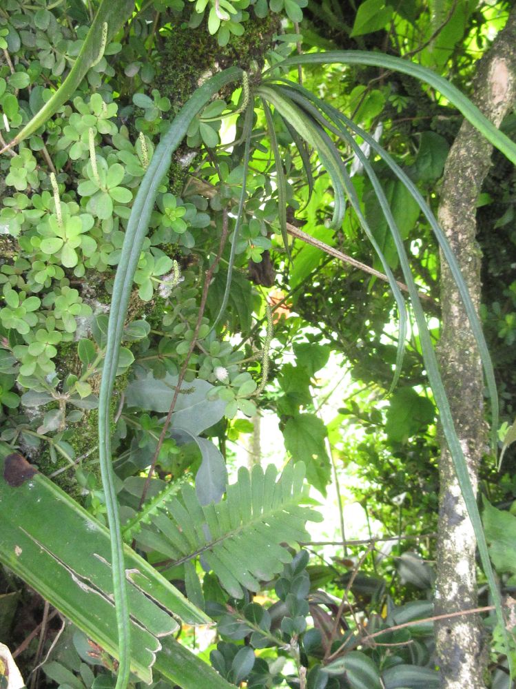 Polypodiaceae Campyloneurum angustifolium