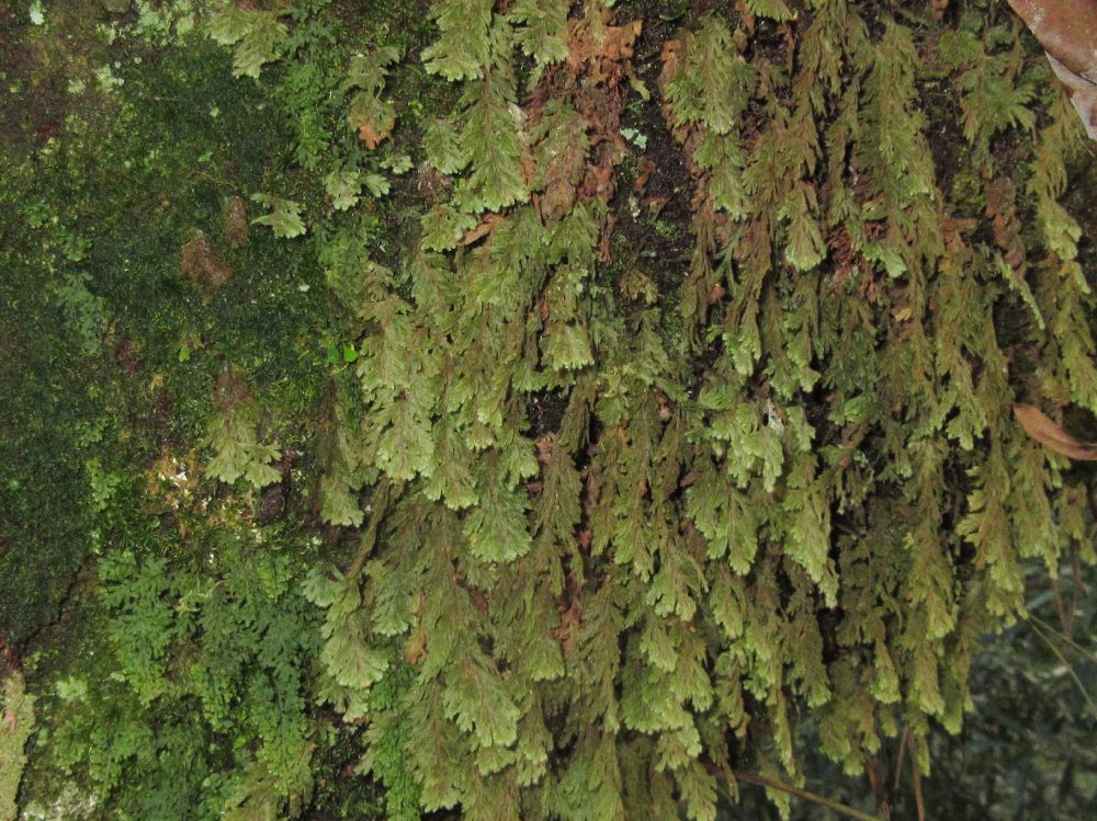 Hymenophyllaceae Hymenophyllum trapezoidale