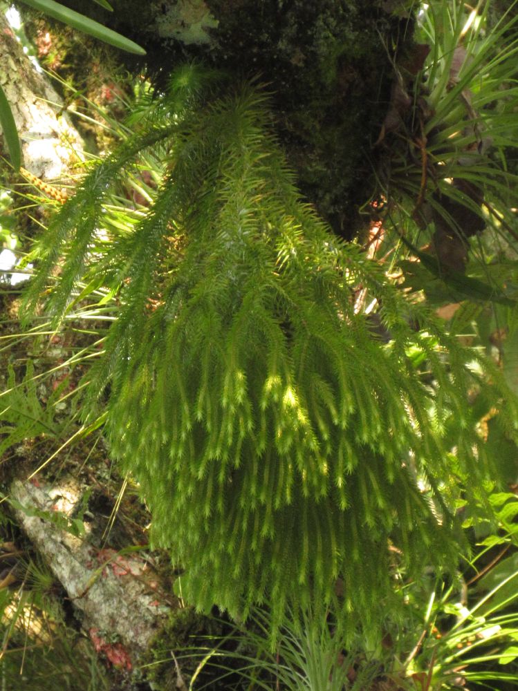 Lycopodiaceae Phlegmariurus linifolius