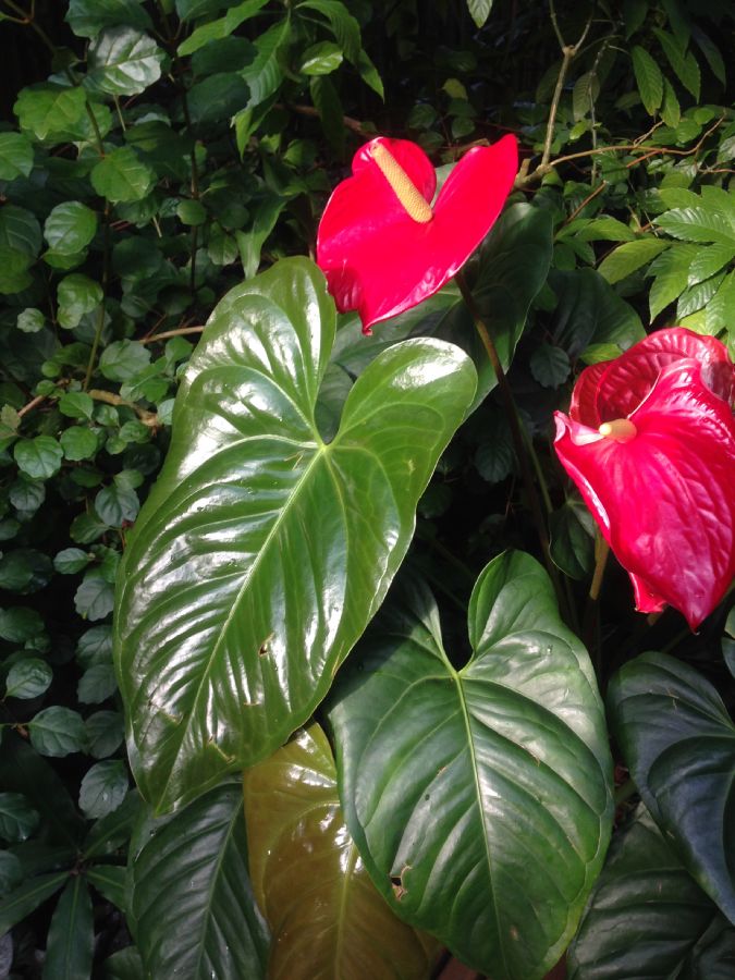 Araceae Anthurium andreanum