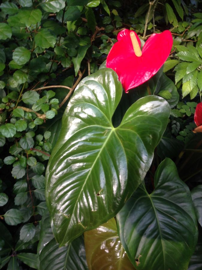 Araceae Anthurium andreanum