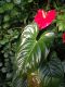 image of Anthurium andreanum