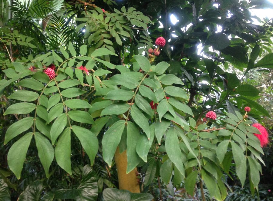 Fabaceae Calliandra haematocephala