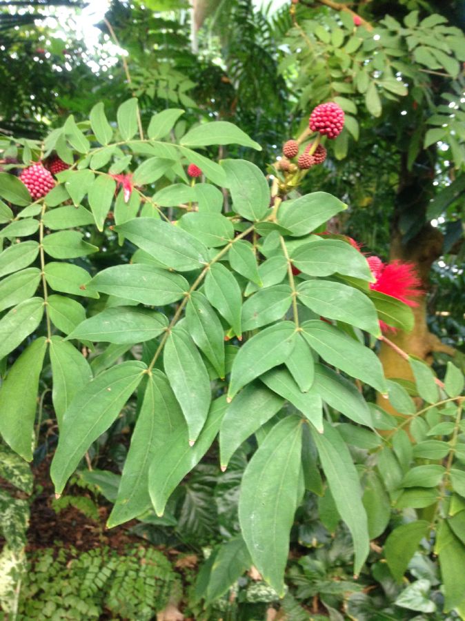 Fabaceae Calliandra haematocephala