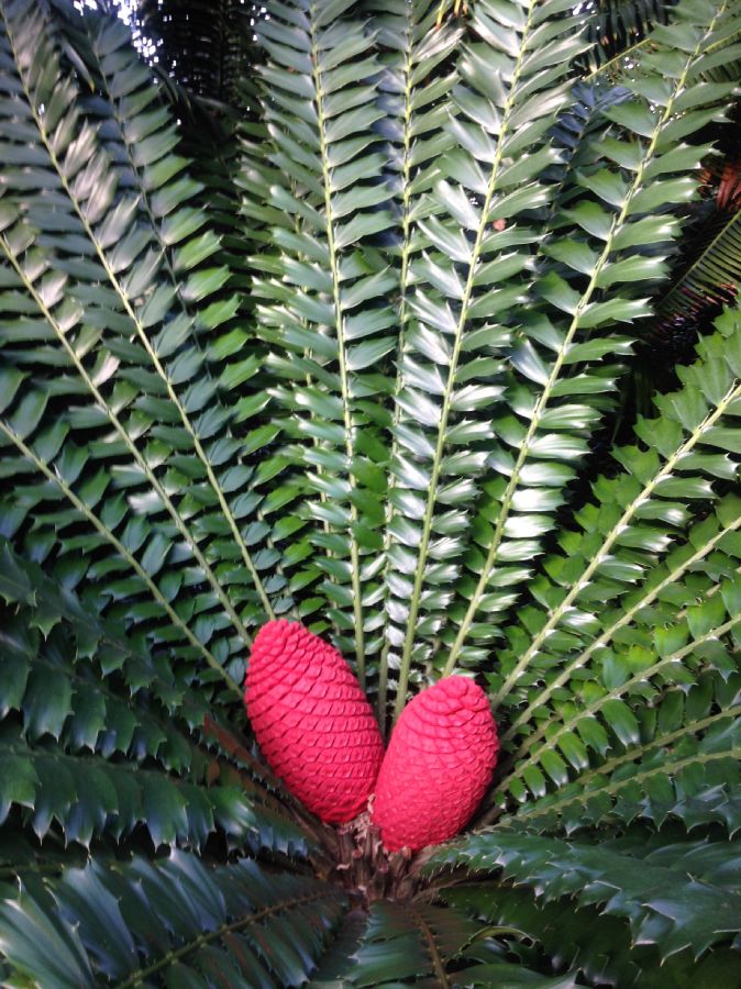 Zamiaceae Encephalartos ferox