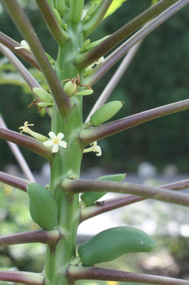 Caricaceae Carica papaya