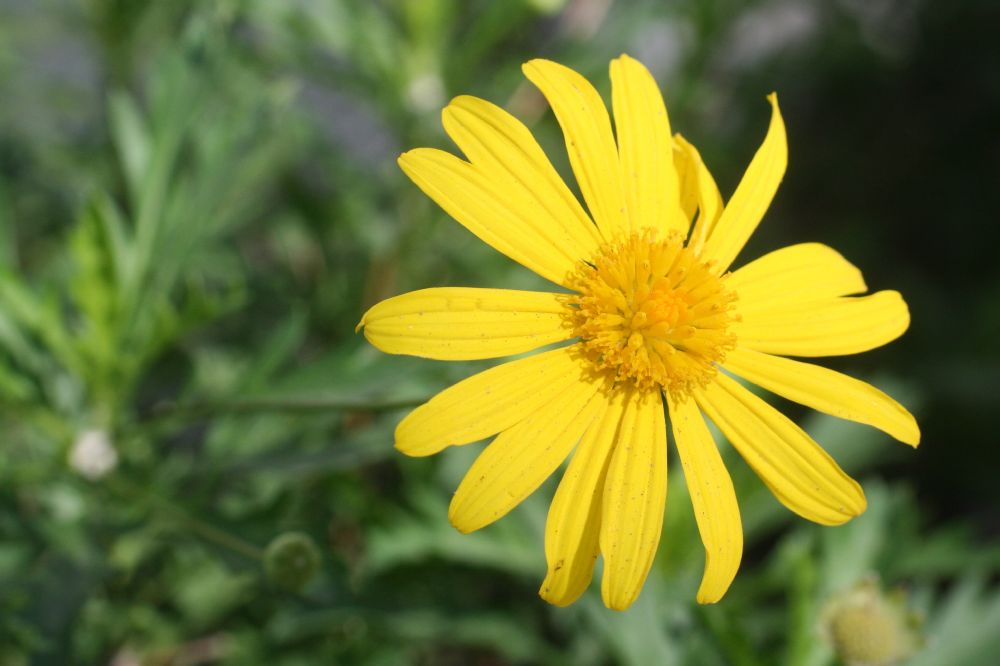 Asteraceae Euryops pectinatus