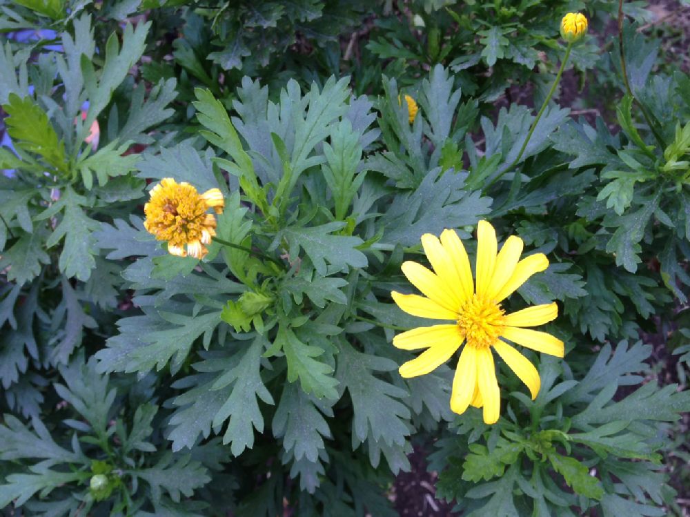 Asteraceae Euryops pectinatus