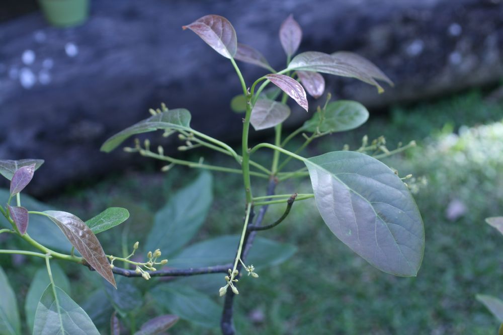 Lauraceae Persea americana